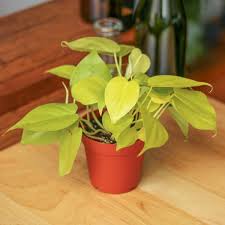 2 Philodendron Variety Pack - 4" Pots