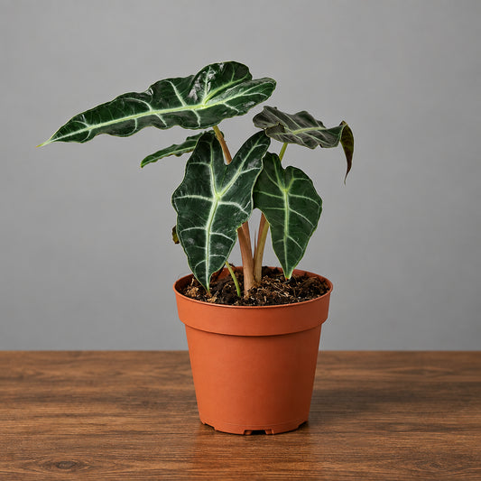 Alocasia polly african mask with dark green leaves in a brown nursery pot sitting on a brown table with grey background