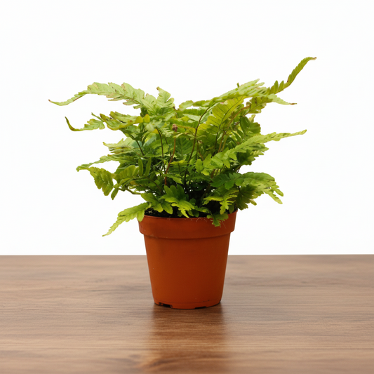 Potted fern plant on a white background