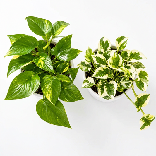 Close up over head view of Two potted ‘Pothos’ houseplants in 4 inch white plastic pots, photographed against a plain white background.
