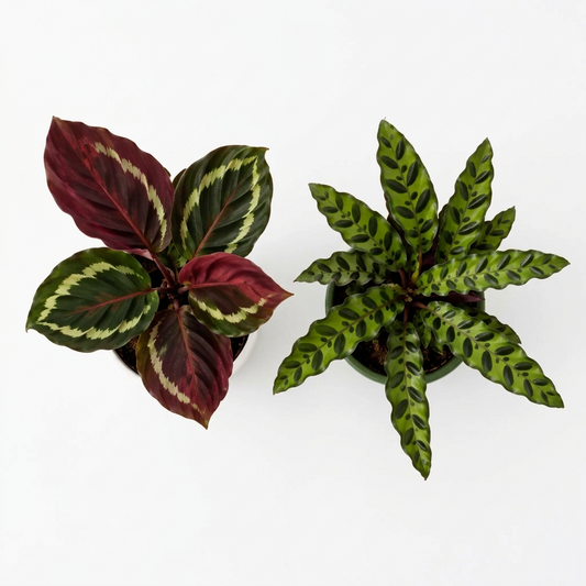 Over head view of Two potted calathea plants in white and green pots on white surface on a white background.