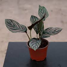 Calathea 'Ornata'