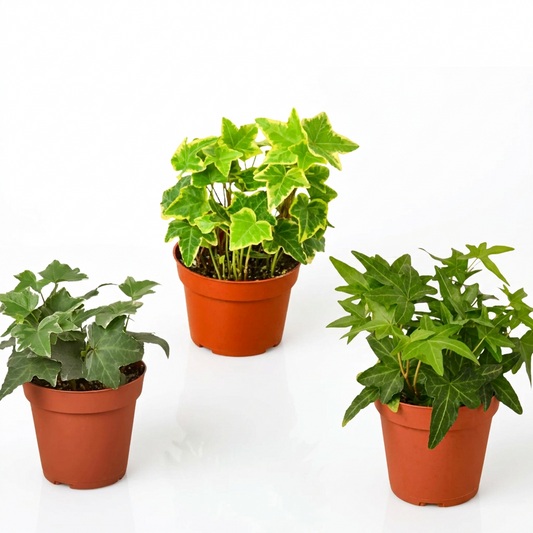 3 potted English ivy trailing houseplants with green and variegated leaves in small brown pots against a white background and white surface.