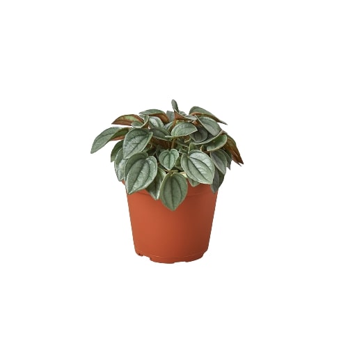 A potted peperomia ‘Napoli Nights’ houseplant with green leaves and some reddish-brown tips, shown in a plain orange-brown plastic pot against a solid white background.