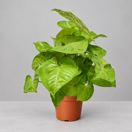 A potted syngonium ‘cream allusion’ houseplant with glossy heart-shaped leaves in a terracotta-colored plastic pot, isolated on a grey background.