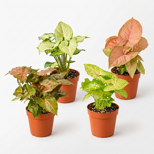 4 potted Syngonium plants in brown pots with green and pink leaves on a solid white surface.