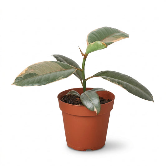 A potted ficus ‘ruby pink’ indoor plant with pink and green variegated leaves in a small brown 4 inch pot on a white background.