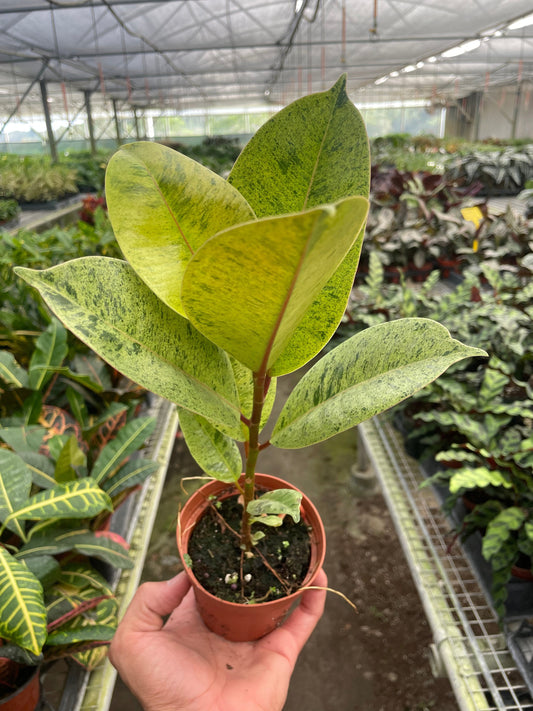Small potted ficus shivereana ‘moonshine’ plant with small green and yellow leaves in a small 4” brown pot held in a hand with a greenhouse setting background with another plants.
