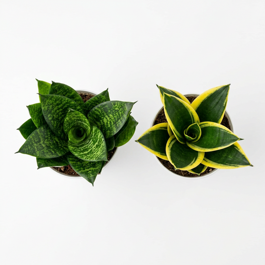 One head view of two small 4” potted snake plant varieties with green and yellow edge leave in white speckled plastic pots, shown against a solid white background.
