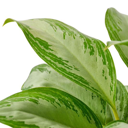 Chinese Evergreen 'Silver Bay'