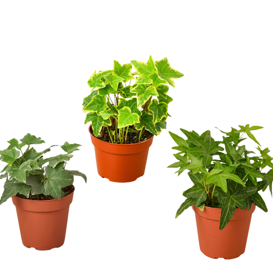 ‘English Ivy’ Variety Pack- 3 4” inch pots