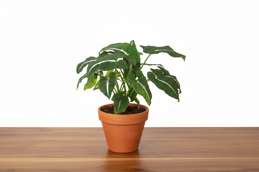Potted plant with green leaves in a brown pot on a white background