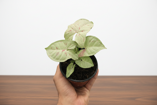 Hand holding a small potted plant with green leaves on a white background