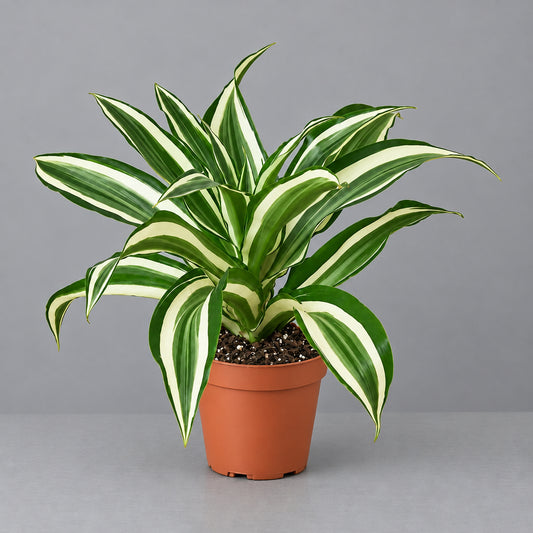 Dracaena ‘Warneckii’ white jewel with White green and white leaves on a grey surface with grey background.