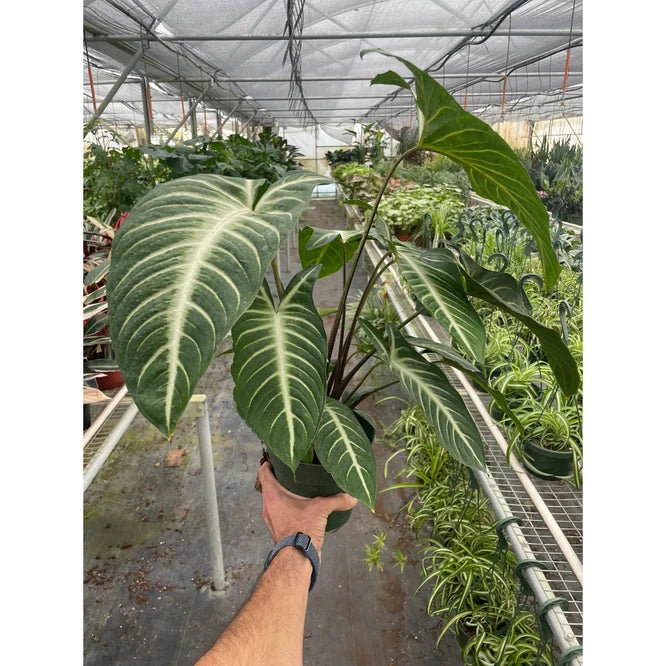 Xanthosoma Lendenii