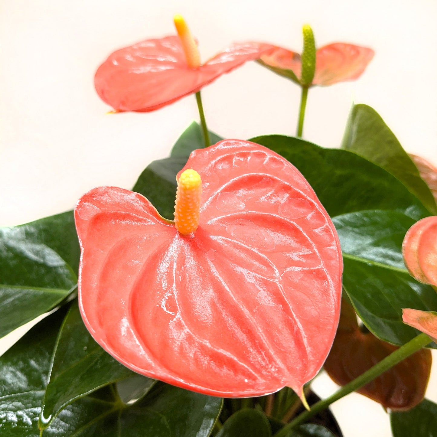 Close-up of a pink Anthurium plant with green leaves.