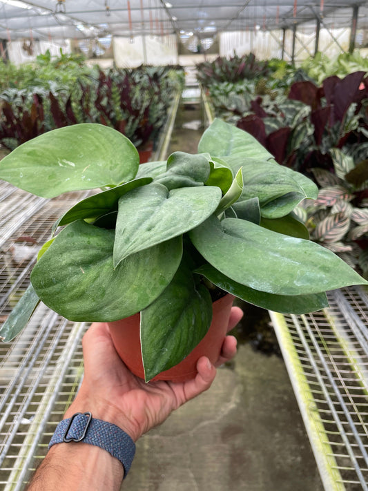 Pothos ‘Jade Satin’