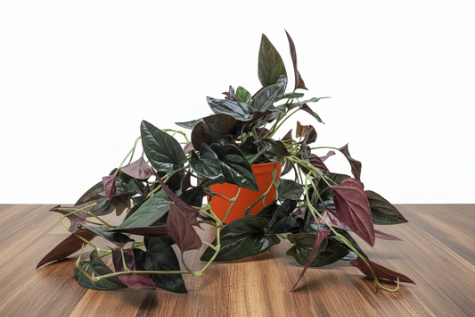 Artificial climbing plant with green and purple leaves in an orange pot on a white background