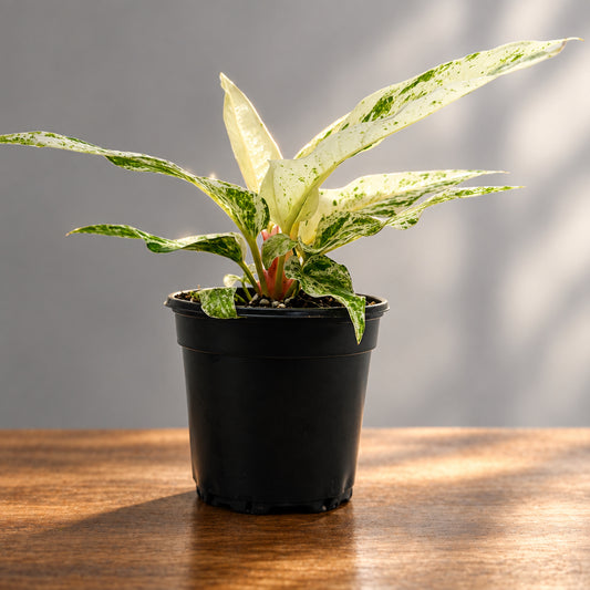 A variegated Anthurium 'Variegated Hookeri' houseplant with white and green leaves, potted in a black plastic nursery pot, photographed against a plain light gray studio background.