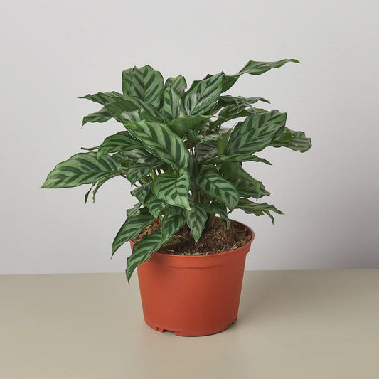 Calathea Concinna Freddie With green stripped leaves on a light surface with white background
