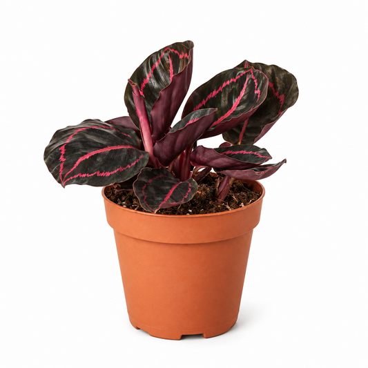 Potted Calathea ‘Dottie’ plant with dark leaves and red edges sitting on a white background.