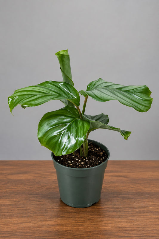Calathea Orbifolia With green leaves in a green pot sitting in a brown surface with grey background