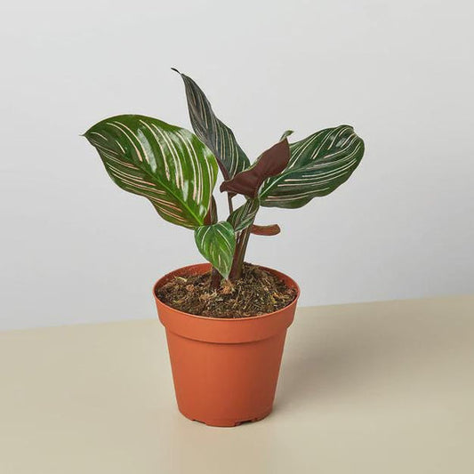 Calathea Ornata With green stripped leaves in brown pot on light surface with white background.