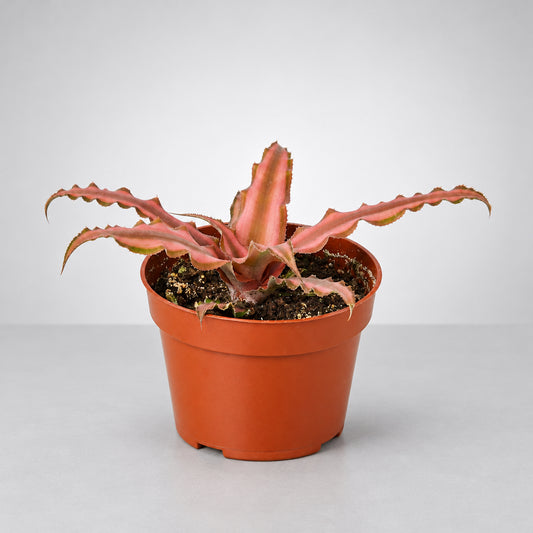 Potted Cryptanthus 'Pink Star' plant with pinkish-red leaves on a grey surface with a grey background.