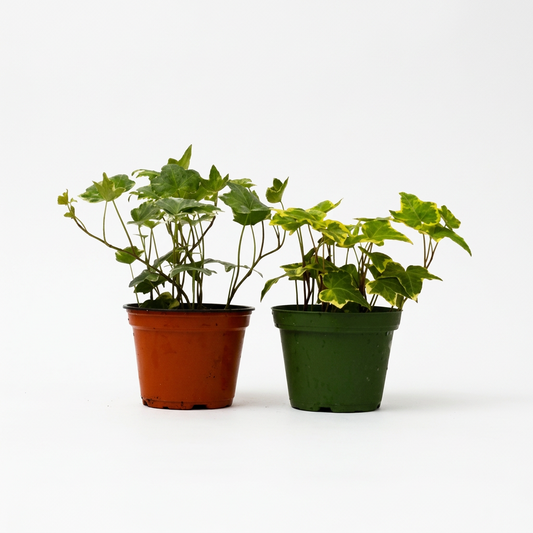 Two potted ‘English Ivy’ plants, one in a brown pot and the other in a green pot, on a white surface with a white background.