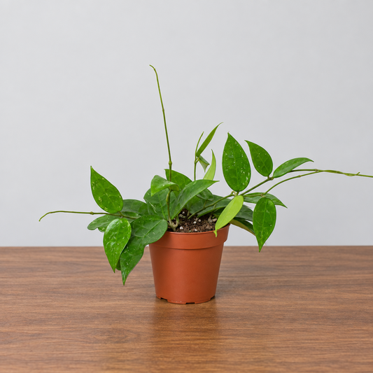 A Hoya ‘black margin’ in a brown pot sitting on a brown surface with grey background.