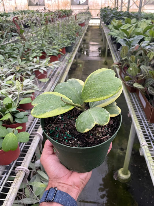 Person holding a potted Hoya ‘sweetheart’ variegated with green and yellow leave plant in a greenhouse setting