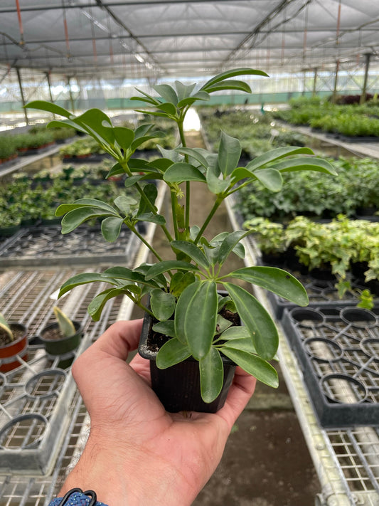 Schefflera ‘Arboricola’ Umbrella