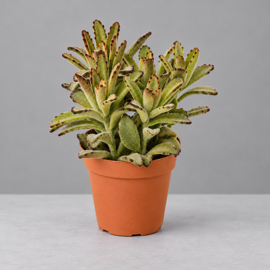 A small potted Kalanchoe Tomentosa 'Chocolate Soldier' succulent plant with fleshy green leaves and brown tips, in a terracotta-colored plastic nursery pot, isolated on a grey background.