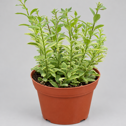 Potted lipstick ‘bolero’ plant with green leaves in a brown pot on a grey background.