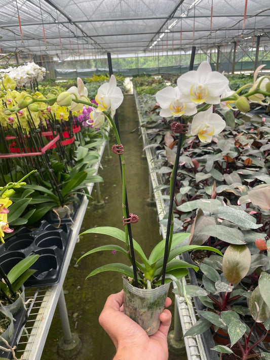Hand holding a potted Orchid ‘White Phalaenopsis’ with green leaves and white flowers in a greenhouse setting with other plants.