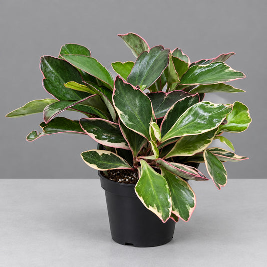 Peperomia ‘Ginny’ plant with green and cream stripe leaves in a black pot on a grey surface with solid grey background.