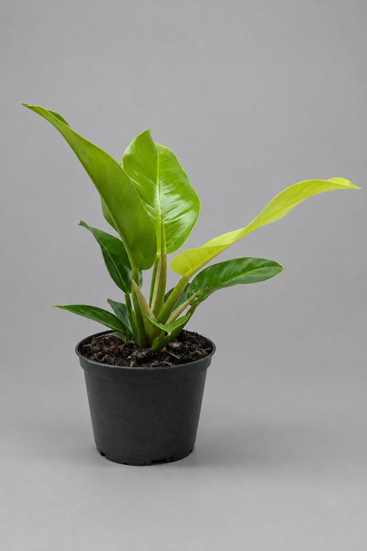 Potted philodendron ‘moonlight’ with vibrant green and yellow leaves compact in a black pot in a grey sold surface with grey background.