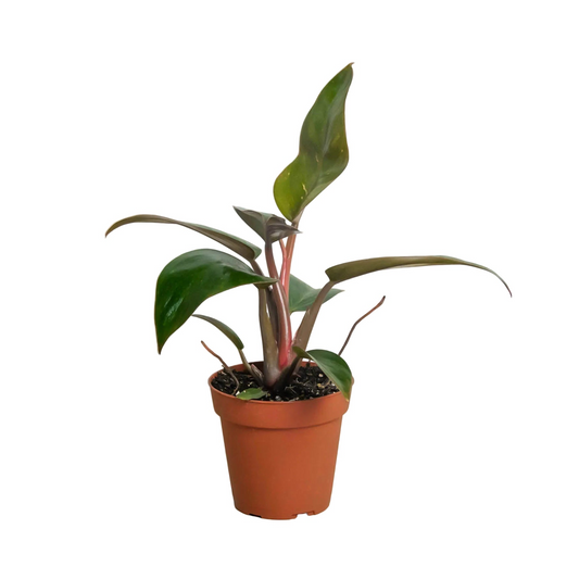 Potted philodendron Pink Birkin plant with green leaves with pink hue on the leaves in a brown nursery pot.