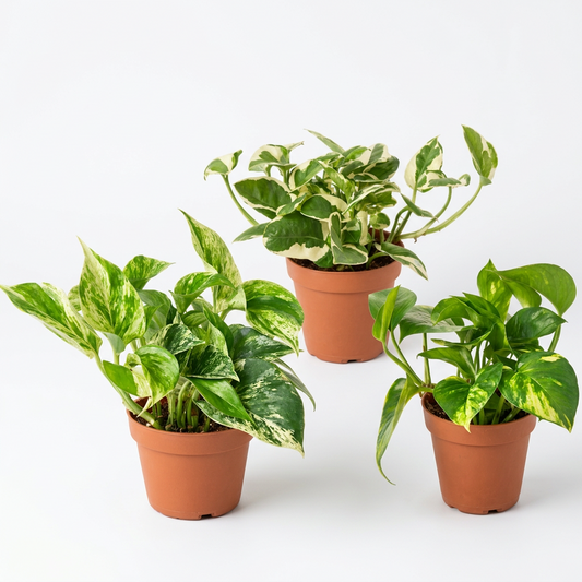 Three potted trailing ‘Pothos’ plants with green leaves in brown pots on a white sold surface.