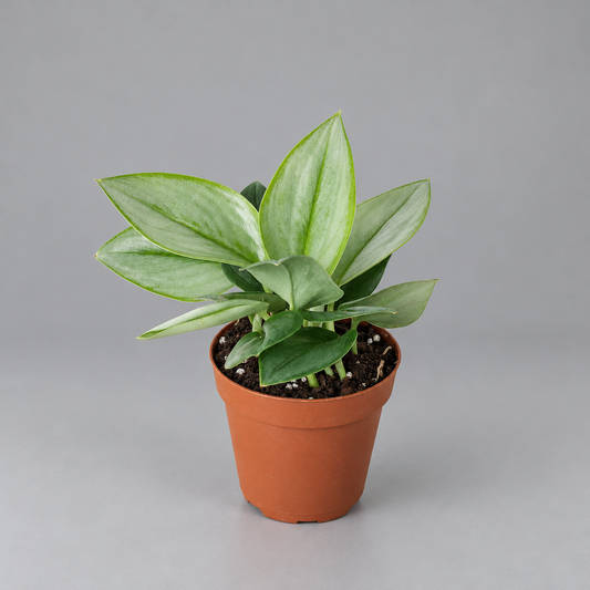 A potted Scindapsus 'Moonlight’ plant with green leaves on a grey background.