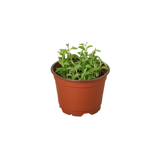 Potted string of dolphins succulent plant in a brown pot on a white background