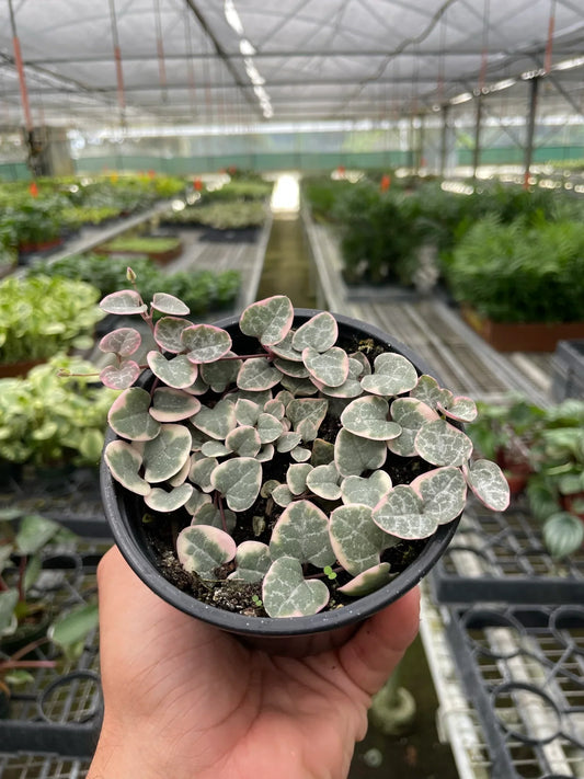 A potted variegated ‘string of hearts’ succulent with green leaves with pinkish edges in a small brown pot held in a greenhouse setting.