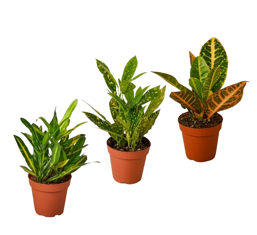 Air Purifying Variety Bundle