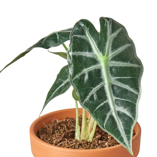 Potted alocasia bambino with green leaves with white veins in a brown pot against a solid white background.