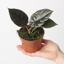 Alocasia Black Infernalis