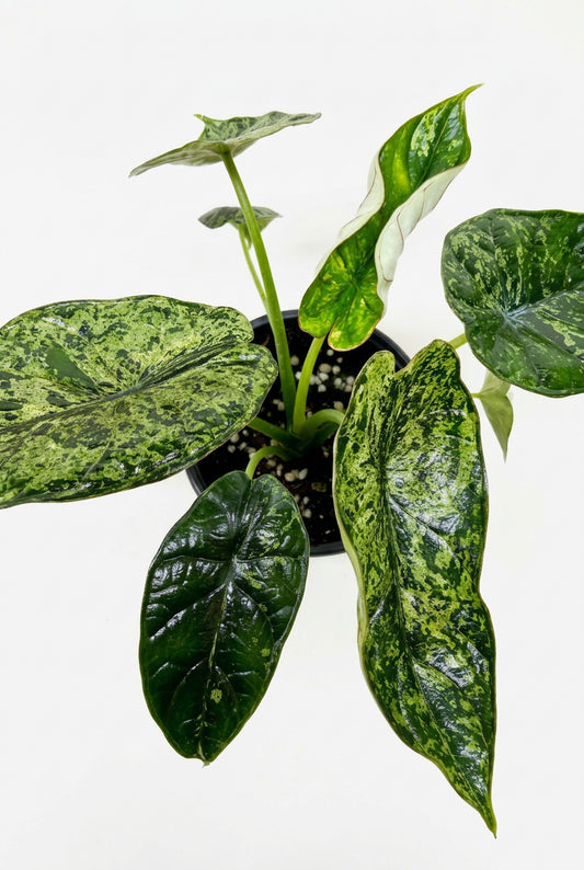 Potted alocasia dragon scale mint with green leaves with dark mint variegated leaves growing in a black pot on a solid white surface and background.