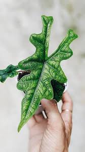Alocasia 'Jacklyn'