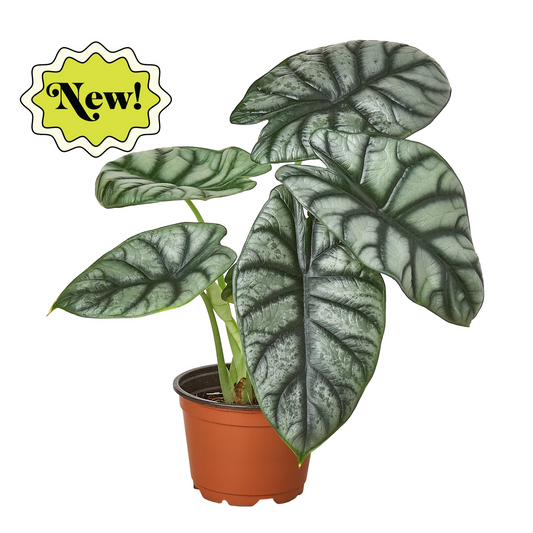 A jewel Alocasia silver dragon plant with green silvery leaves with dark veins and green stems growing in a brown pot against a solid white background with a yellow new badge logo.