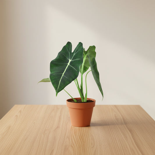 Potted plant with large green leaves on a white background