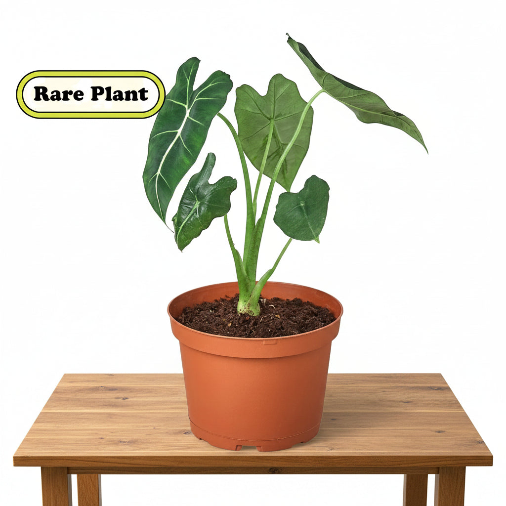 Potted plant with large green leaves on a white background, labeled as 'Rare Plant'.